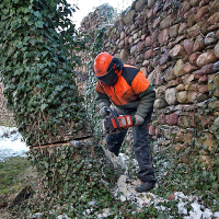 Tree Removal Shepherds Bush